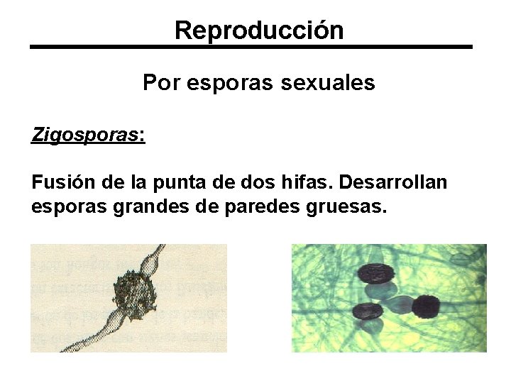 Reproducción Por esporas sexuales Zigosporas: Fusión de la punta de dos hifas. Desarrollan esporas