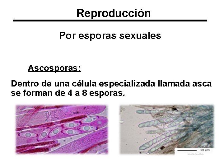 Reproducción Por esporas sexuales Ascosporas: Dentro de una célula especializada llamada asca se forman