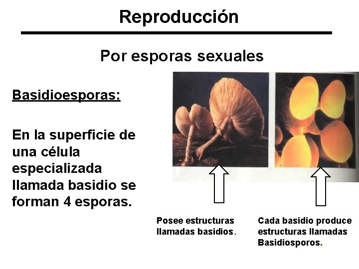 Reproducción Por esporas sexuales Basidioesporas: En la superficie de una célula especializada llamada basidio