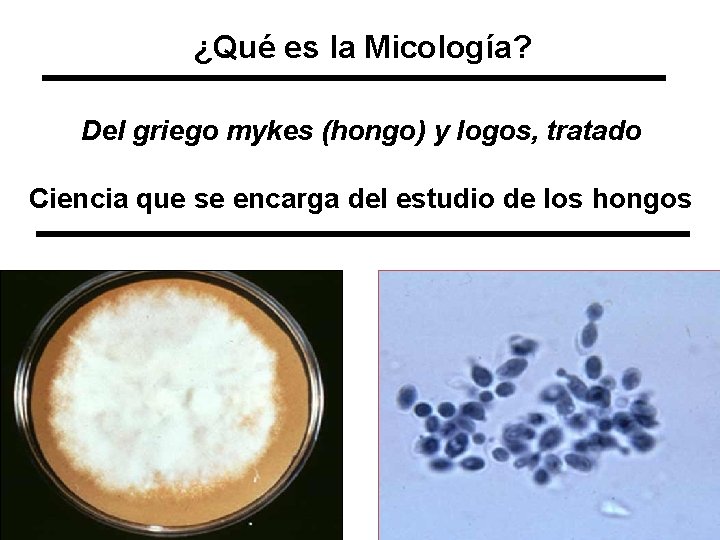 ¿Qué es la Micología? Del griego mykes (hongo) y logos, tratado Ciencia que se