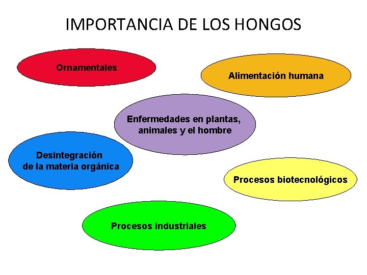 IMPORTANCIA DE LOS HONGOS Ornamentales Alimentación humana Enfermedades en plantas, animales y el hombre