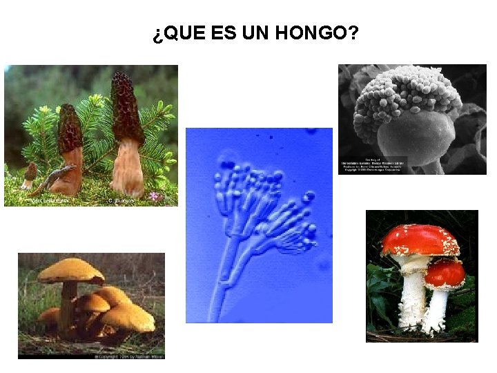 ¿QUE ES UN HONGO? 