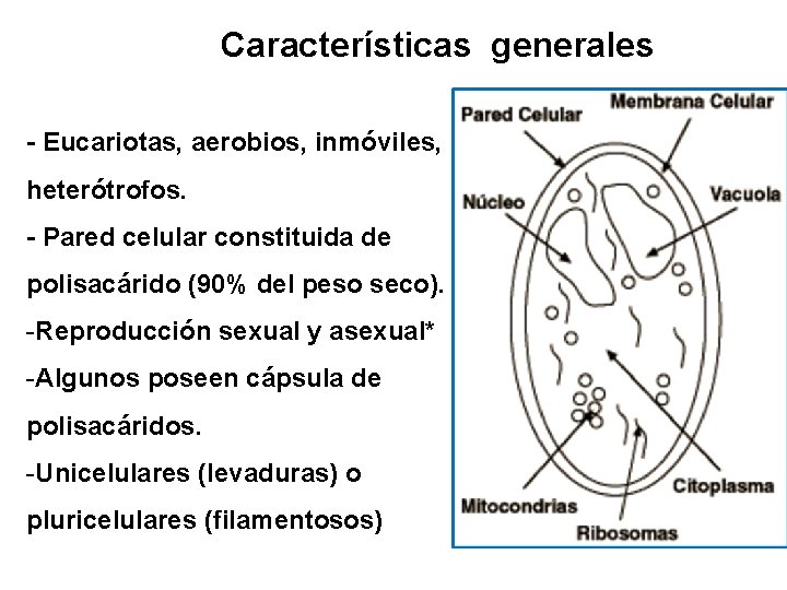 Características generales - Eucariotas, aerobios, inmóviles, heterótrofos. - Pared celular constituida de polisacárido (90%