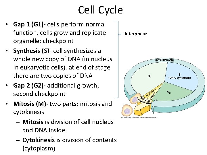 Cell Cycle • Gap 1 (G 1)- cells perform normal function, cells grow and
