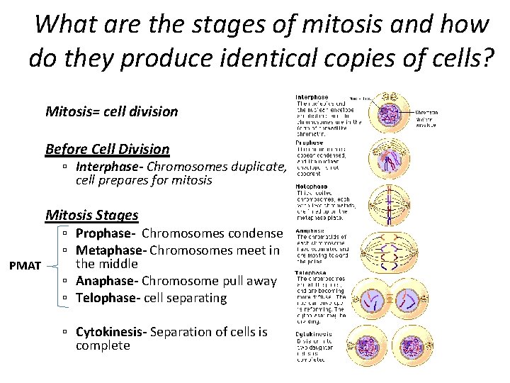 What are the stages of mitosis and how do they produce identical copies of