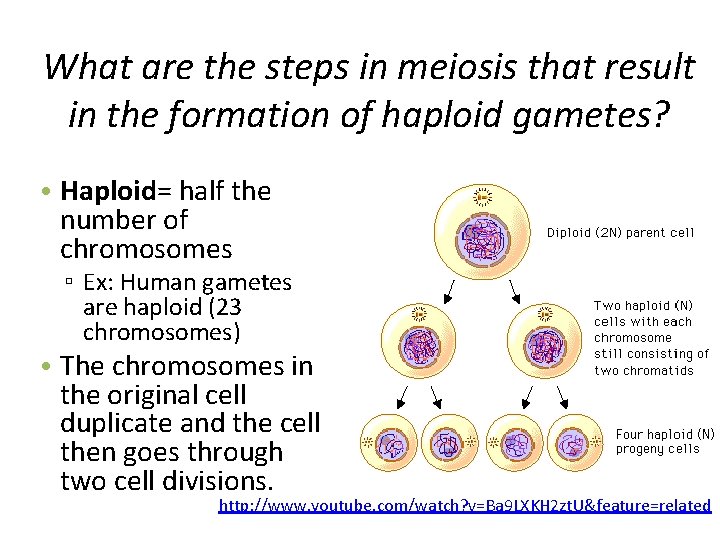 What are the steps in meiosis that result in the formation of haploid gametes?