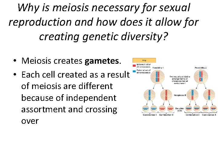 Why is meiosis necessary for sexual reproduction and how does it allow for creating