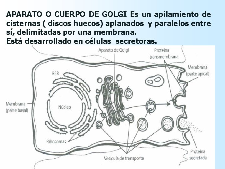 APARATO O CUERPO DE GOLGI Es un apilamiento de cisternas ( discos huecos) aplanados APARATO O CUERPO DE GOLGI Es un apilamiento de cisternas ( discos huecos) aplanados