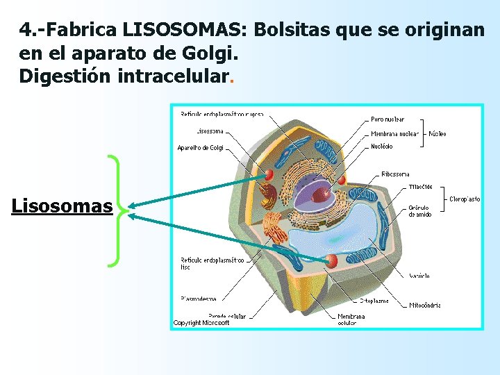 4. -Fabrica LISOSOMAS: Bolsitas que se originan en el aparato de Golgi. Digestión intracelular. 4. -Fabrica LISOSOMAS: Bolsitas que se originan en el aparato de Golgi. Digestión intracelular.