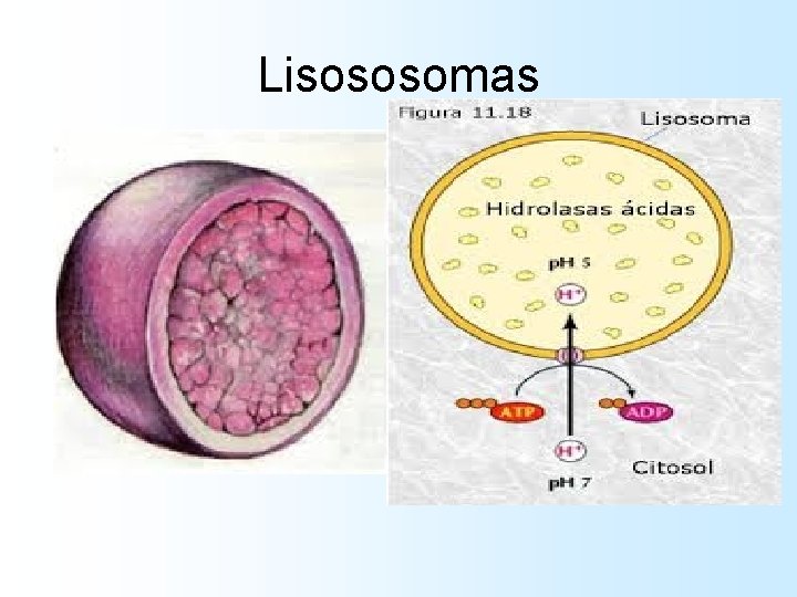 Lisososomas Lisososomas