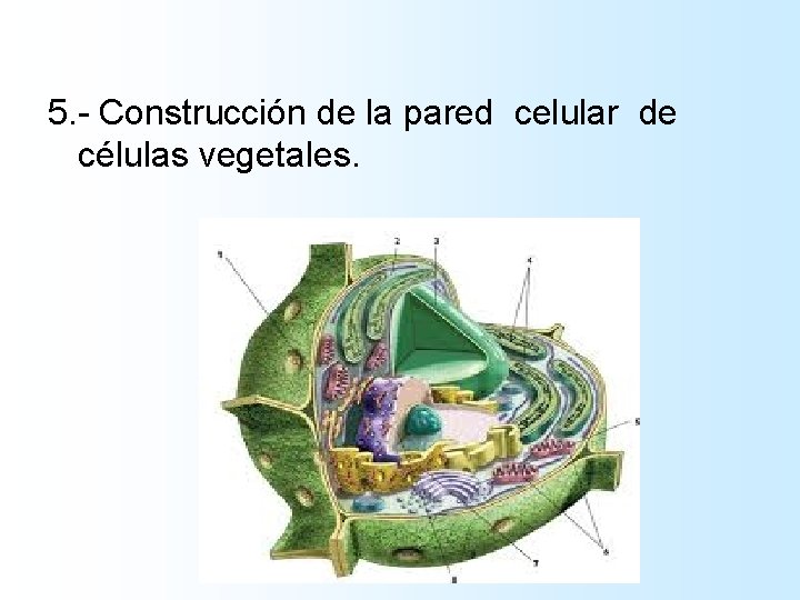 5. - Construcción de la pared celular de células vegetales. 5. - Construcción de la pared celular de células vegetales.