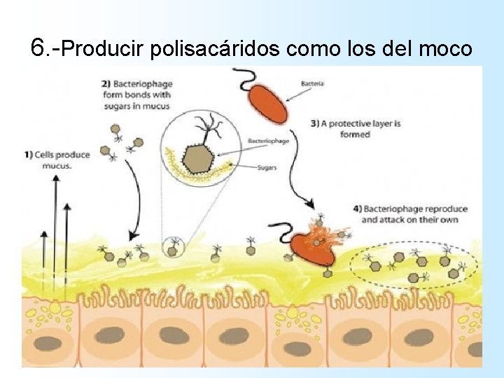 6. -Producir polisacáridos como los del moco 6. -Producir polisacáridos como los del moco