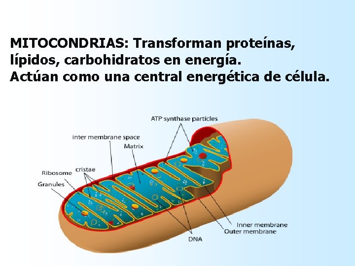 MITOCONDRIAS: Transforman proteínas, lípidos, carbohidratos en energía. Actúan como una central energética de célula. MITOCONDRIAS: Transforman proteínas, lípidos, carbohidratos en energía. Actúan como una central energética de célula.