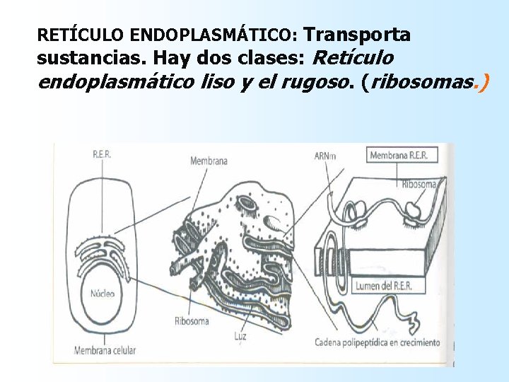 RETÍCULO ENDOPLASMÁTICO: Transporta sustancias. Hay dos clases: Retículo endoplasmático liso y el rugoso. (ribosomas. RETÍCULO ENDOPLASMÁTICO: Transporta sustancias. Hay dos clases: Retículo endoplasmático liso y el rugoso. (ribosomas.