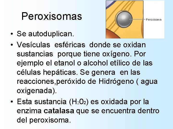 Peroxisomas • Se autoduplican. • Vesículas esféricas donde se oxidan sustancias porque tiene oxígeno. Peroxisomas • Se autoduplican. • Vesículas esféricas donde se oxidan sustancias porque tiene oxígeno.
