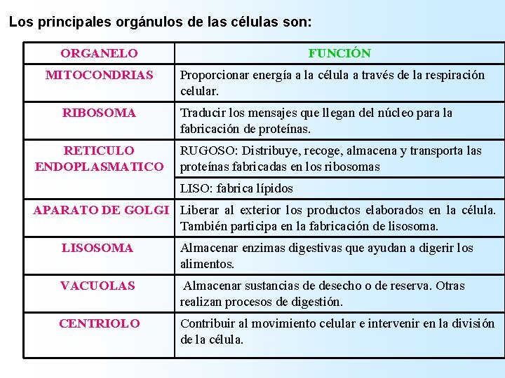 Los principales orgánulos de las células son: ORGANELO MITOCONDRIAS RIBOSOMA RETICULO ENDOPLASMATICO FUNCIÓN Proporcionar Los principales orgánulos de las células son: ORGANELO MITOCONDRIAS RIBOSOMA RETICULO ENDOPLASMATICO FUNCIÓN Proporcionar