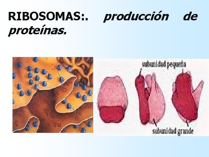 RIBOSOMAS: . proteínas. producción de RIBOSOMAS: . proteínas. producción de