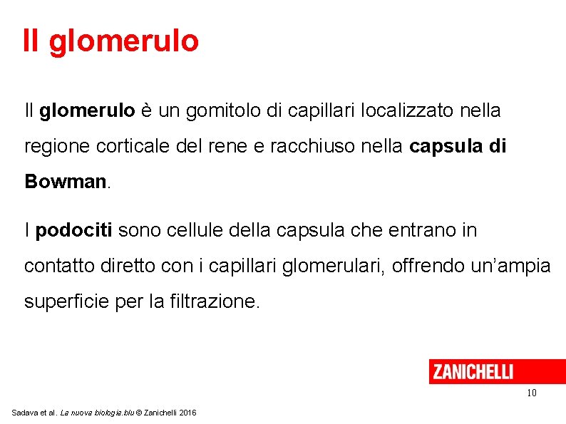 Il glomerulo è un gomitolo di capillari localizzato nella regione corticale del rene e