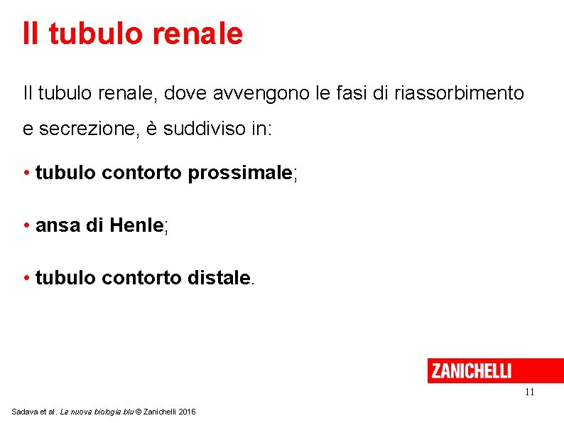 Il tubulo renale, dove avvengono le fasi di riassorbimento e secrezione, è suddiviso in: