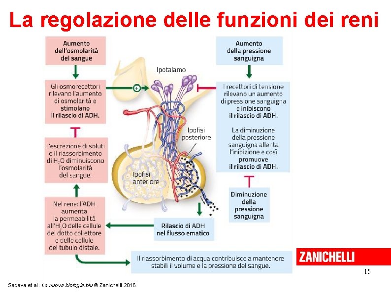 La regolazione delle funzioni dei reni 15 Sadava et al. La nuova biologia. blu