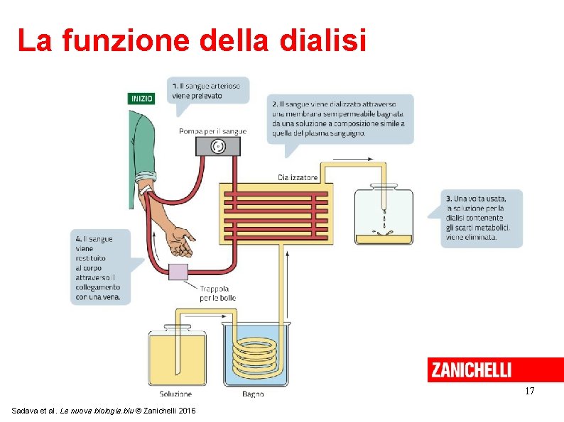 La funzione della dialisi 17 Sadava et al. La nuova biologia. blu © Zanichelli