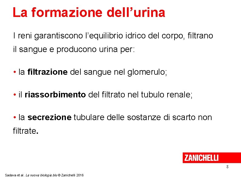 La formazione dell’urina I reni garantiscono l’equilibrio idrico del corpo, filtrano il sangue e