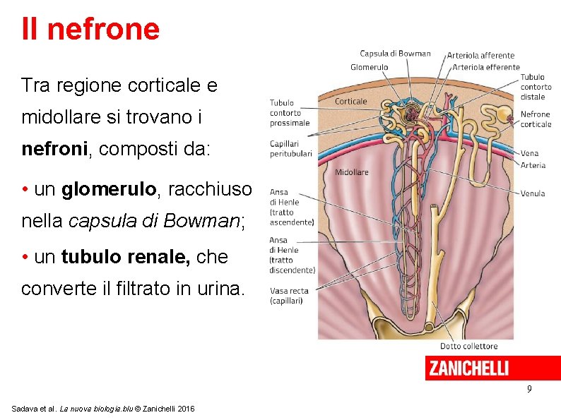 Il nefrone Tra regione corticale e midollare si trovano i nefroni, composti da: •