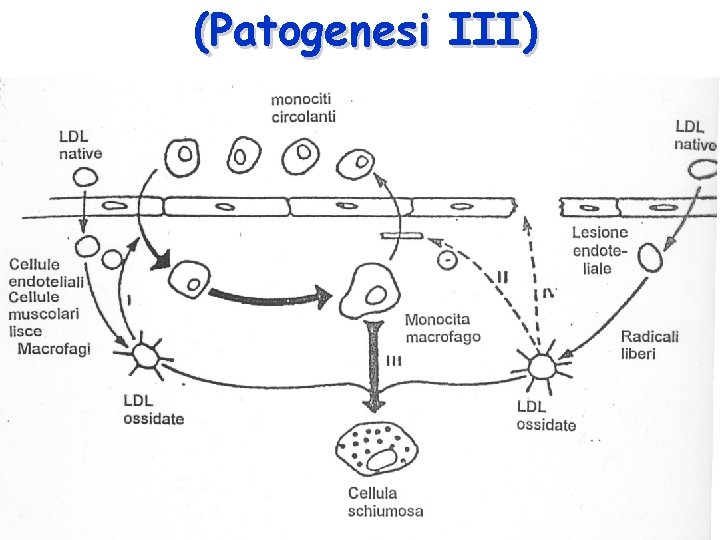 (Patogenesi III) 