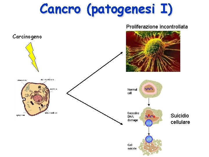 Cancro (patogenesi I) Proliferazione incontrollata Carcinogeno Suicidio cellulare 