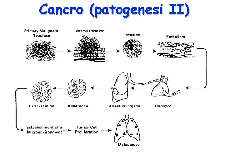 Cancro (patogenesi II) 