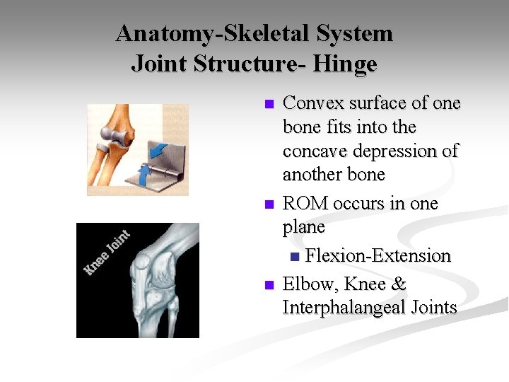 Anatomy-Skeletal System Joint Structure- Hinge n n n Convex surface of one bone fits