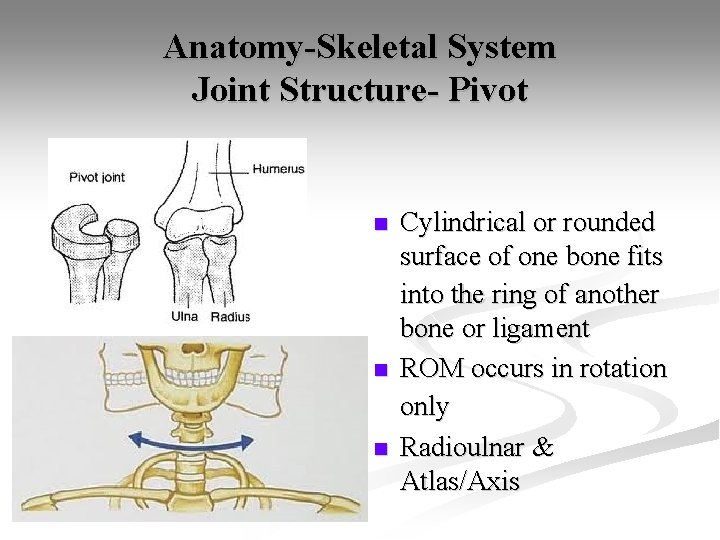 Anatomy-Skeletal System Joint Structure- Pivot n n n Cylindrical or rounded surface of one