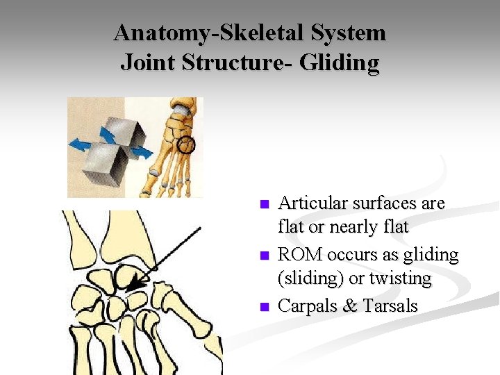 Anatomy-Skeletal System Joint Structure- Gliding n n n Articular surfaces are flat or nearly