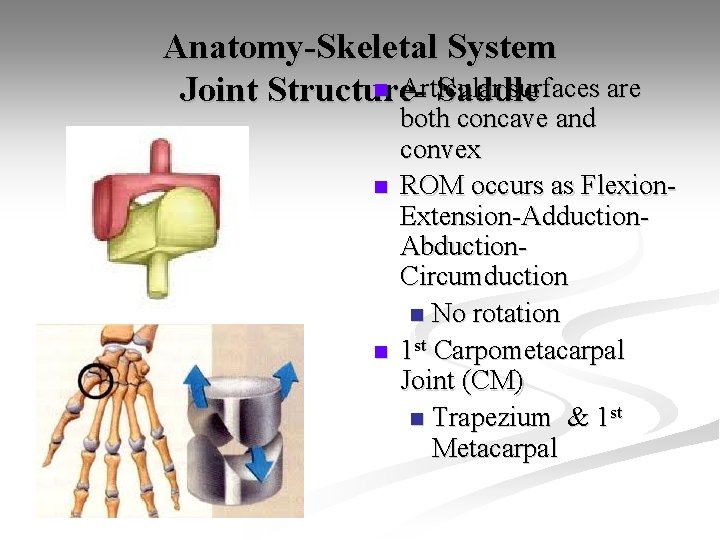 Anatomy-Skeletal System n Articular surfaces are Joint Structure. Saddle n n both concave and