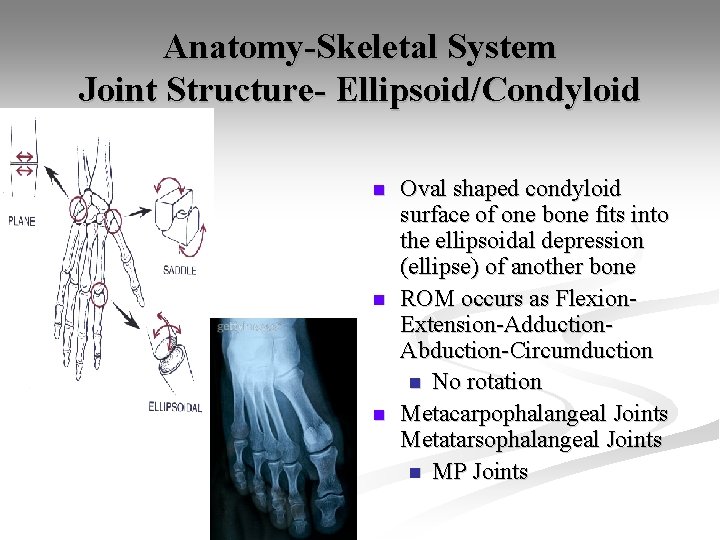 Anatomy-Skeletal System Joint Structure- Ellipsoid/Condyloid n n n Oval shaped condyloid surface of one