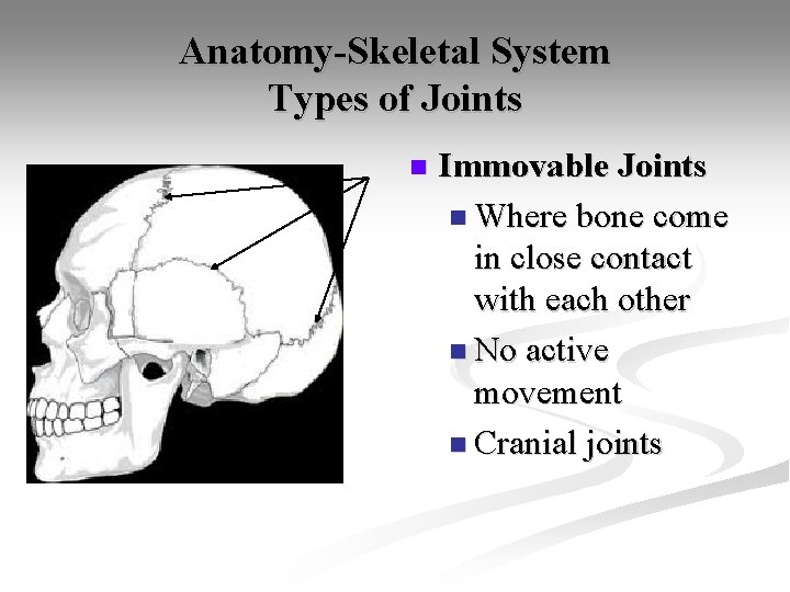 Anatomy-Skeletal System Types of Joints n Immovable Joints n Where bone come in close