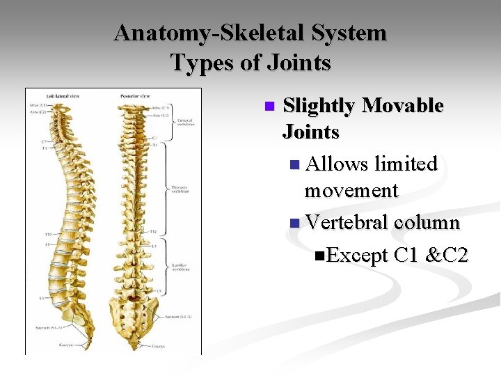 Anatomy-Skeletal System Types of Joints n Slightly Movable Joints n Allows limited movement n