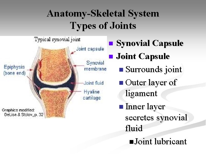 Anatomy-Skeletal System Types of Joints Synovial Capsule n Joint Capsule n Surrounds joint n