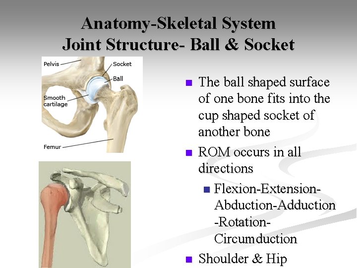 Anatomy-Skeletal System Joint Structure- Ball & Socket n n n The ball shaped surface