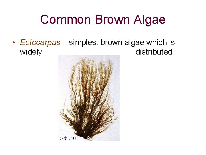 Common Brown Algae • Ectocarpus – simplest brown algae which is widely distributed Common Brown Algae • Ectocarpus – simplest brown algae which is widely distributed