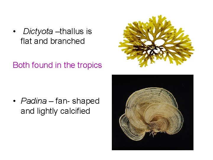 • Dictyota –thallus is flat and branched Both found in the tropics • • Dictyota –thallus is flat and branched Both found in the tropics •