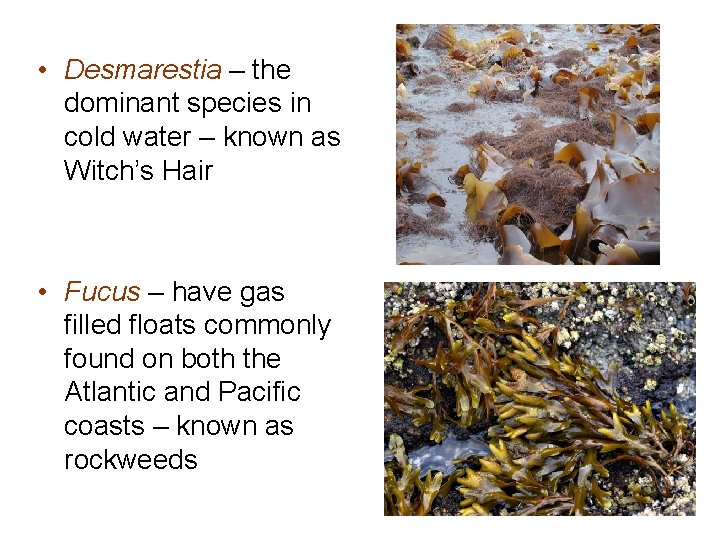 • Desmarestia – the dominant species in cold water – known as Witch’s • Desmarestia – the dominant species in cold water – known as Witch’s