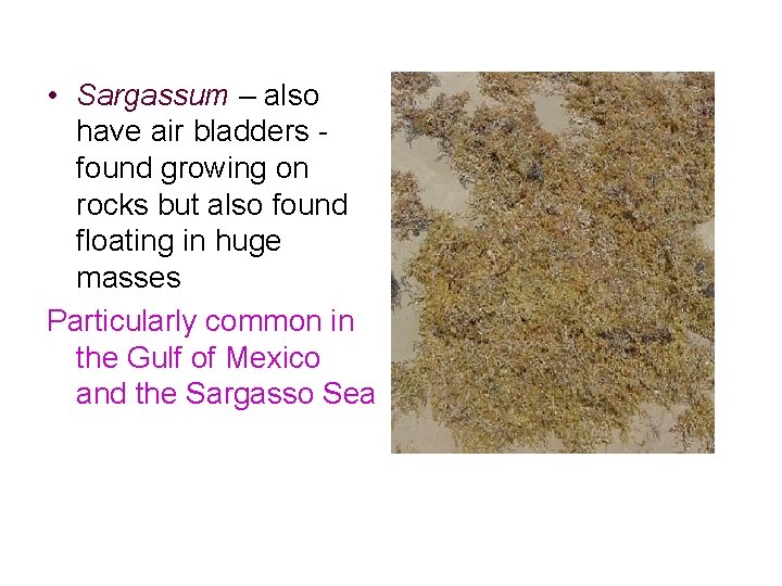 • Sargassum – also have air bladders found growing on rocks but also • Sargassum – also have air bladders found growing on rocks but also