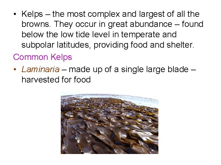 • Kelps – the most complex and largest of all the browns. They • Kelps – the most complex and largest of all the browns. They