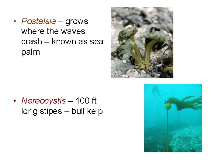 • Postelsia – grows where the waves crash – known as sea palm • Postelsia – grows where the waves crash – known as sea palm