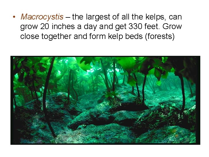 • Macrocystis – the largest of all the kelps, can grow 20 inches • Macrocystis – the largest of all the kelps, can grow 20 inches