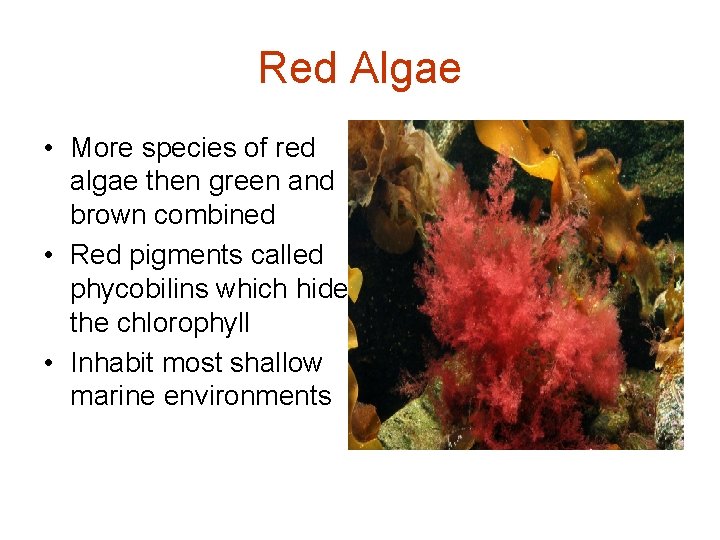 Red Algae • More species of red algae then green and brown combined • Red Algae • More species of red algae then green and brown combined •