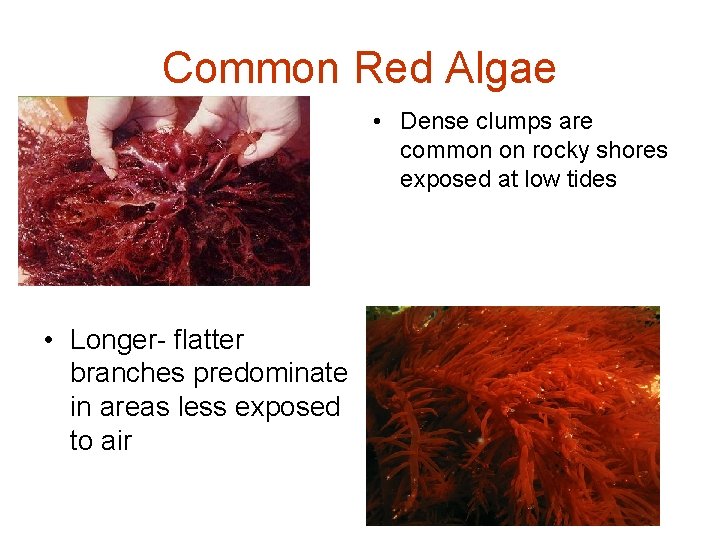 Common Red Algae • Dense clumps are common on rocky shores exposed at low Common Red Algae • Dense clumps are common on rocky shores exposed at low