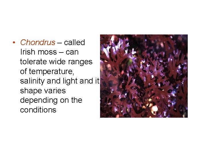 • Chondrus – called Irish moss – can tolerate wide ranges of temperature, • Chondrus – called Irish moss – can tolerate wide ranges of temperature,