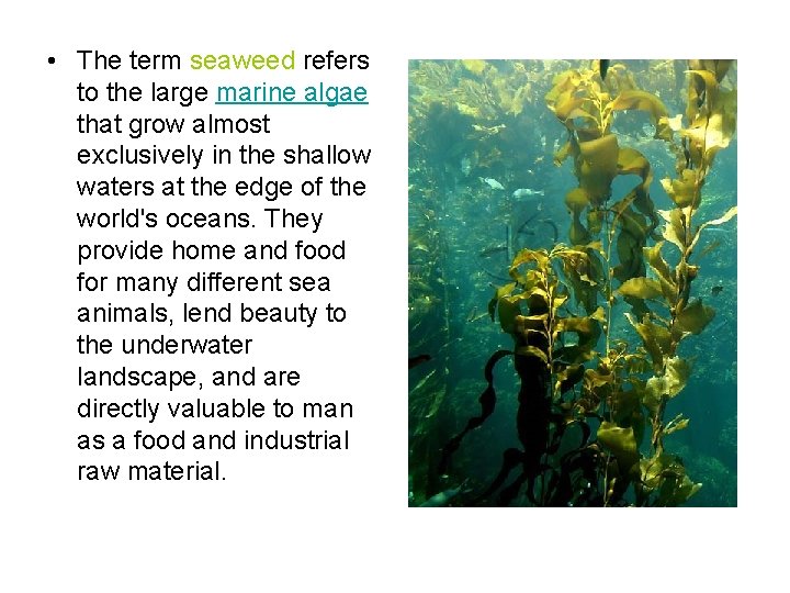 • The term seaweed refers to the large marine algae that grow almost • The term seaweed refers to the large marine algae that grow almost